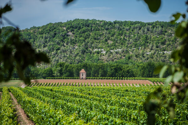 Vigne du Chateau Eugénie à Albas_11 © Lot Tourisme - C. ORY