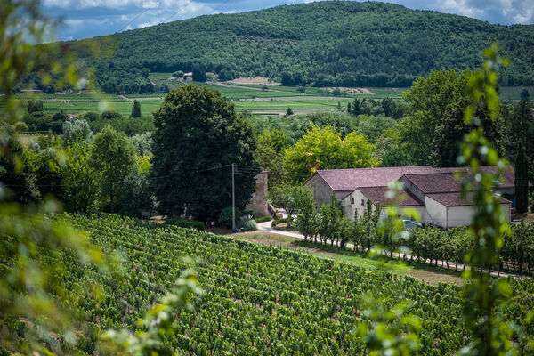 Vignes du Château Fantou à Prayssac_04 © Lot Tourisme - C. ORY