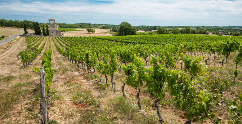 Vignes du Château Latuc à Mauroux © Lot Tourisme - C. ORY