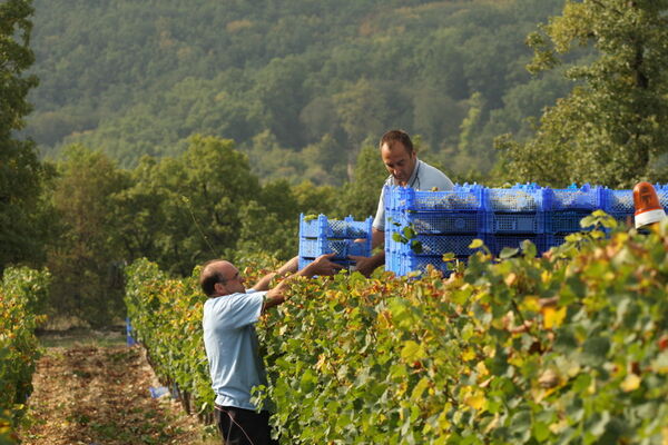 Vignoble MC Roch