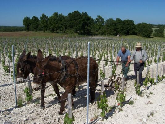 WhiteGrapesTroteligotte