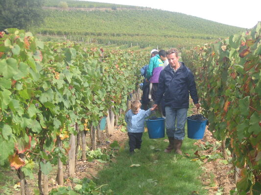 Vendange Domaine de Marcilhac