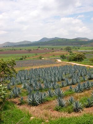 associationtequilamartel-photosoliviacampos