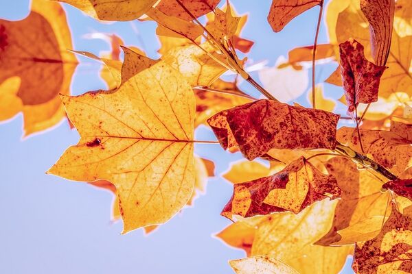 autumn-3763897_1280©pixabay