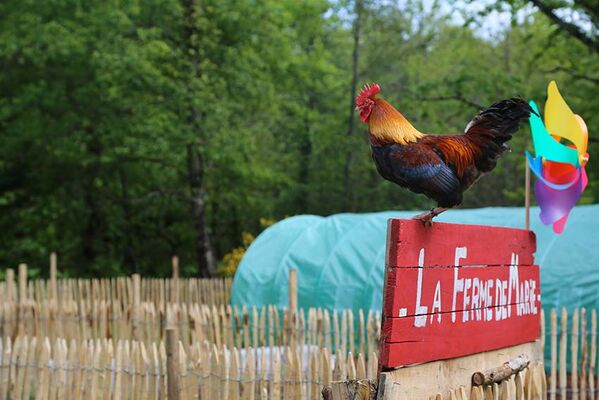 camping-coq-rouge-Colonges -mini-ferme-2