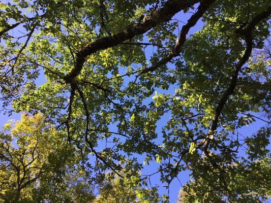 cabane-Lodge - nature environnante