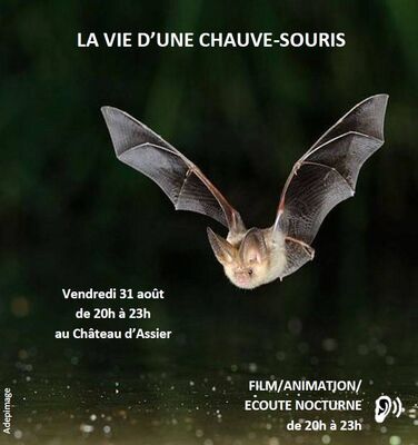 chauve souris