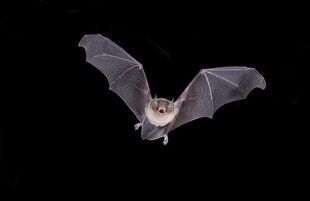 chauve-souris_medium