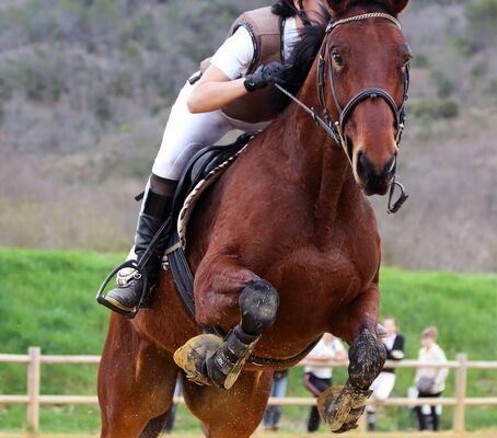 cheval concours hippique