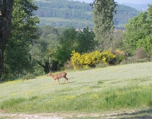 Chpotierfigeac
