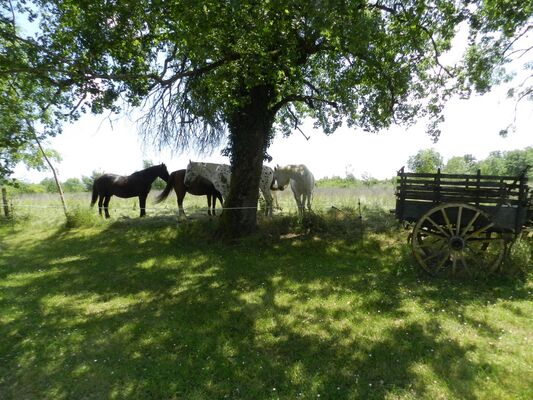 combelcau-chevaux