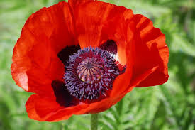 coquelicot