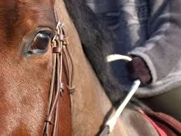 équitation