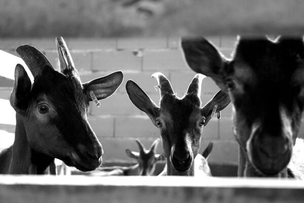Ferme des Gariottes Saint Martin Labouval