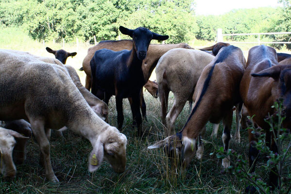 Ferme des Gariottes Saint Martin Labouval