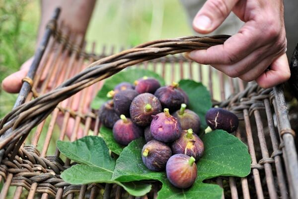 figues sur plateau
