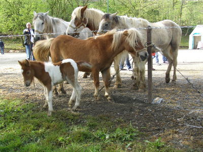 foire-chevaux