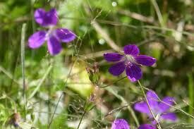 géranium sauvage