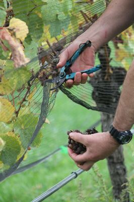harvest-1693227_1280©sigstein