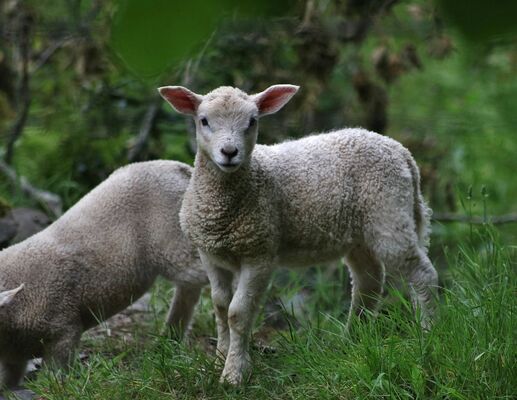 lamb-2352437_960_720