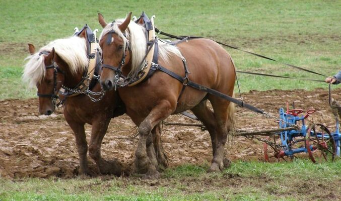 cheval de trait qui court