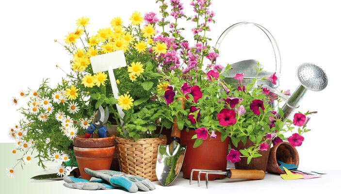 marché fleurs