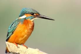 oiseau exotique