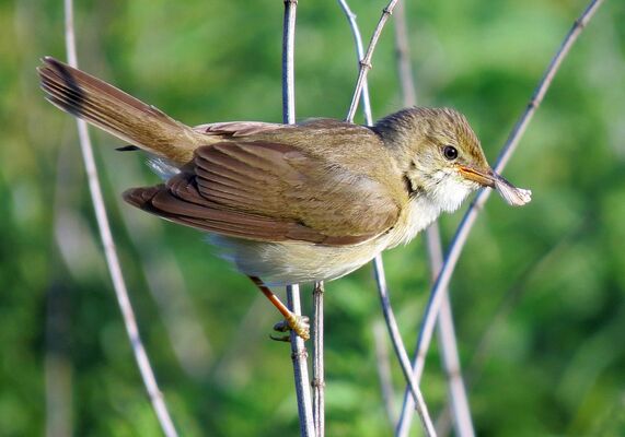 oiseau©marsh-warbler pixabay