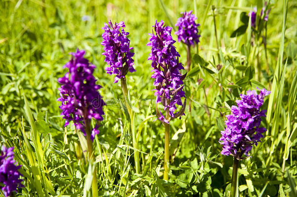 orchidées-sauvages