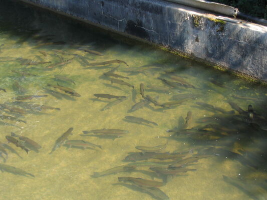 photo truites en bassin