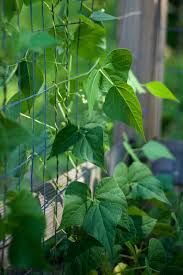 plantes