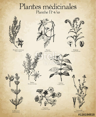 plantes.medicinales