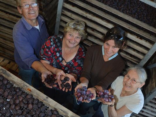 prunes-d-entes-10
