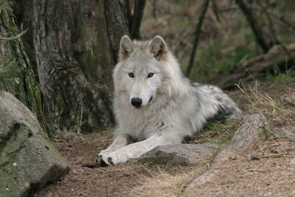 Loups du Gévaudan