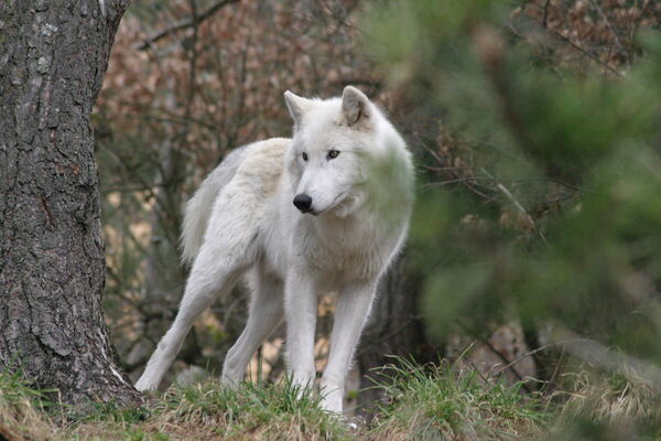 Loups du Gévaudan