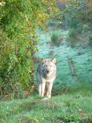 Loups du Gévaudan