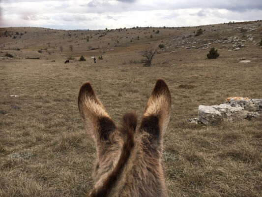 Les Ânes du Vigos sur le Causse de Sauveterre