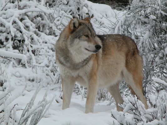 Loups du Gévaudan