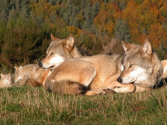 Loups du Gévaudan