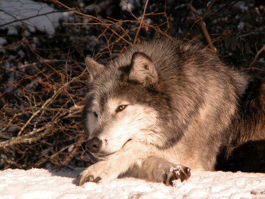 Loups du Gévaudan