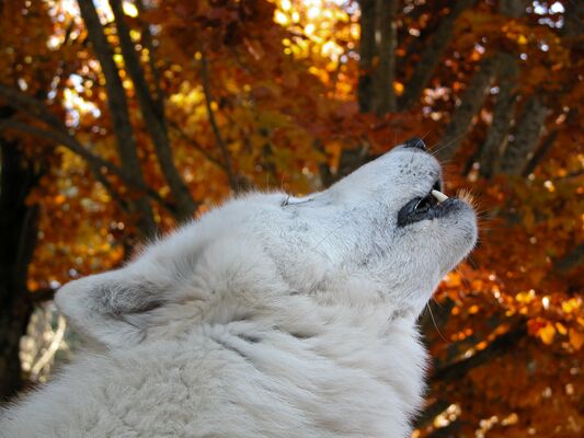 Loups du Gévaudan