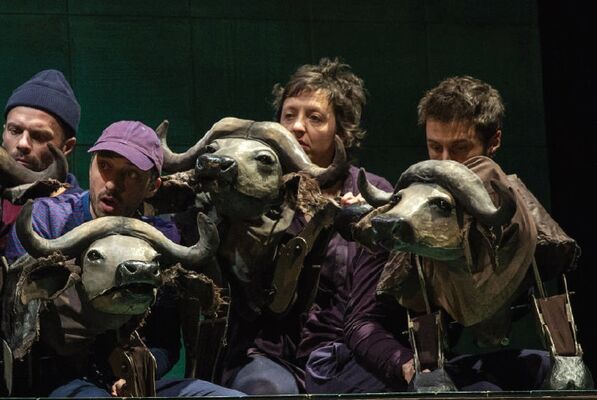 Buffles---saison-culturelle