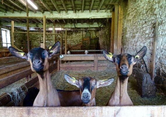 Credit-photo--Ferme-Frady-9