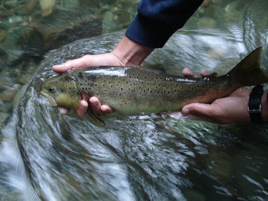 Peche4