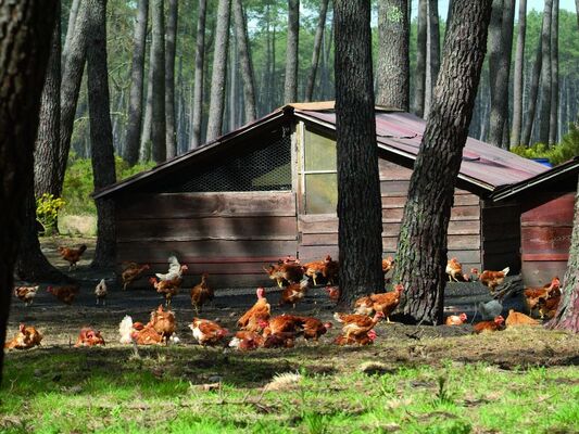 Les Fermier Landais - Produits Régionaux - Saint-Sever | Tourisme ...