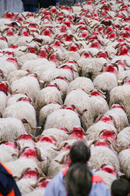 Transhumance---Moutons-rouges---OT-Laruns