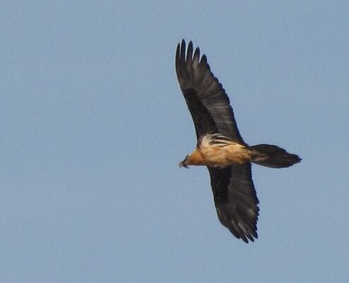 Vautour-2