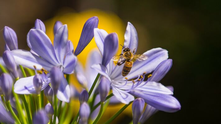 Abeille