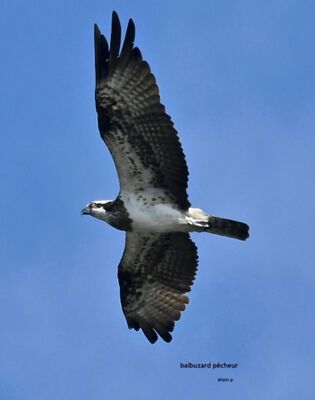 promenade-ornithologique--1-