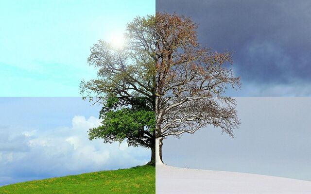 arbre